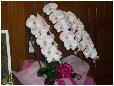 化粧蘭はいろんな用途がありますが、母の日などに【ありがとう】